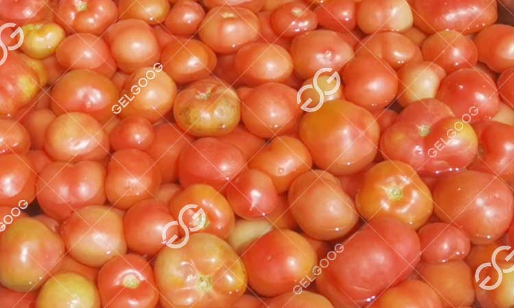 Comment Laver Et Conserver Les Tomates En Usine.jpg
