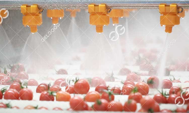 Machine À Laver Les Tomates Cerises.jpg