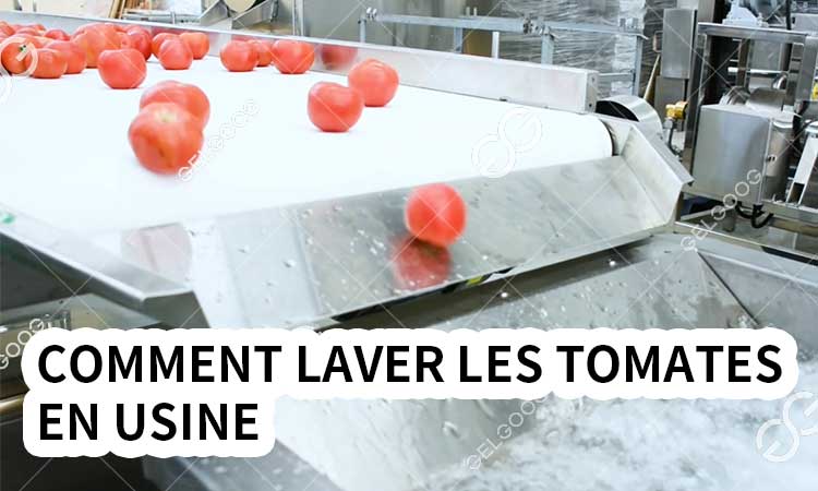 Comment Laver Les Tomates En Usine.jpg