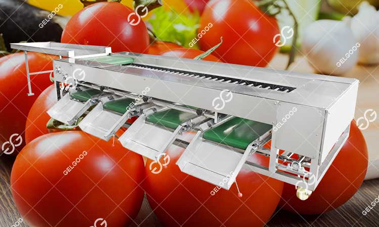 Trieuse de tomates.jpg