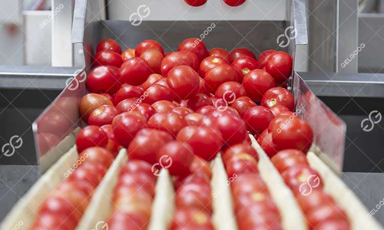 Coût De Construction D'Une Usine De Concentré De Tomates