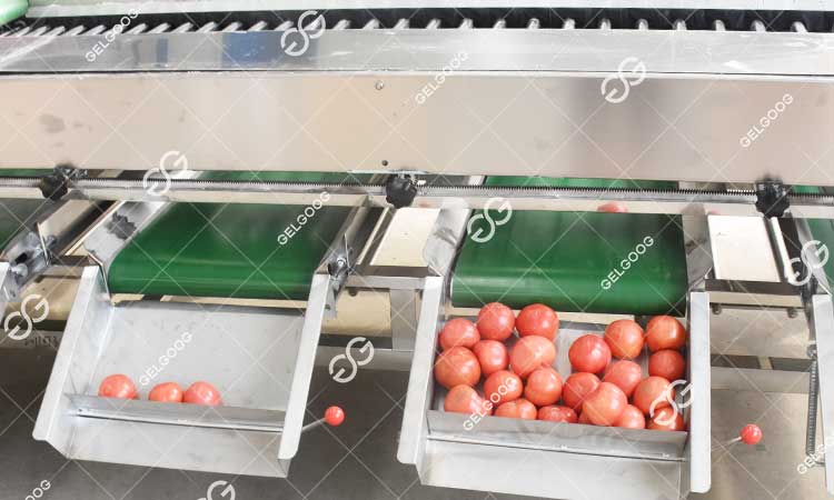 Un Client Espagnol A Acheté Notre Trieuse De Tomates.jpg